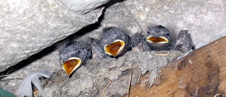 Bild: Rauchschwalben-Kücken in ihrem Nest unter einem Hausdach (Aconcagua, wikimedia commons, CC BY-SA 3.0)