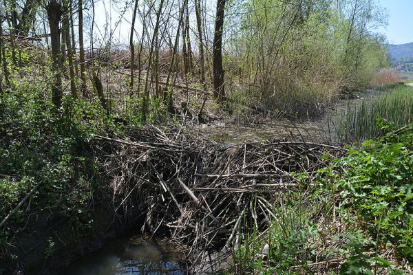 Foto: Biberdamm in der Naturstation Silberweide Mönchaltorf (Nathalie Séchaud, Wikimedia commons, CC BY-SA 3.0)