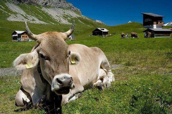 Foto: Eine Kuh liegt auf einer Wiese (Ikiwaner, wikimedia commons, CC BY-SA 3.0)