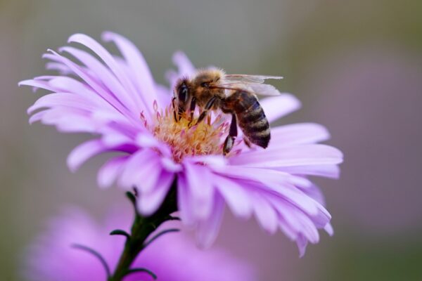 Foto: Eine Biene sitzt auf einer Blume (Mammiya, Pixabay License)