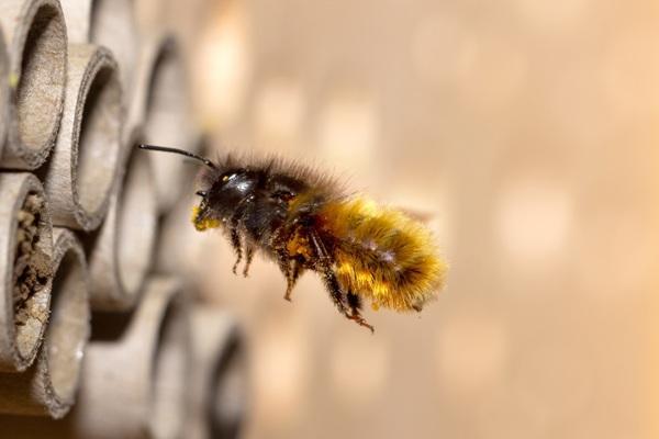 Foto: Eine Wildbiene fliegt ein Niströhrchen an (umsiedlungen, pixabay)