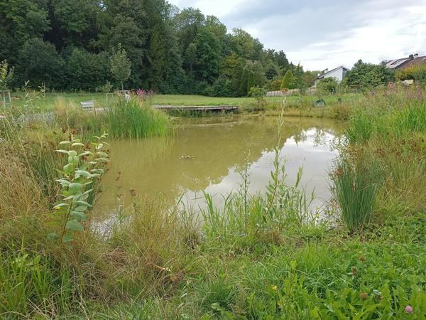 Foto: Weiher im Rietwies-Park Mönchaltorf (David Siems, ZVG)