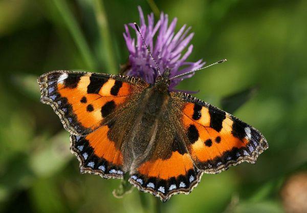 Foto: Schmetterling der Art kleiner Fuchs (Böhringer Friedrich, wikimedia commons, CC BY-SA 2.5)