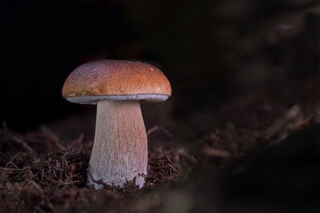 Foto: Ein Steinpilz im Wald (Adege, Pixabay)