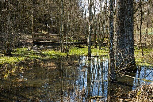 Symbolbild: Ein Feuchtgebiet im Wald (marcelkessler, Pixabay)