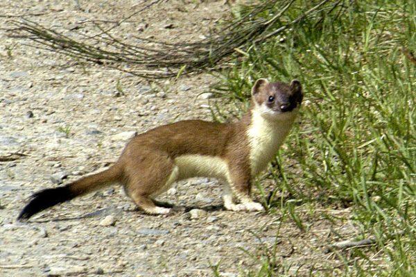 Foto: Hermelin/Wiesel (James Lindsey at Ecology of Commanster, CC BY-SA 2.5)