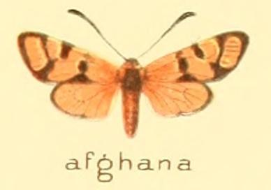 Wissenschaftliche Zeichnung von Zygaena afghana (unbekannter Autor/Public Domain) Wissenschaftliche Zeichnung von Zygaena afghana (unbekannter Autor/Public Domain)